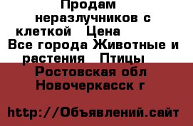 Продам 2 неразлучников с клеткой › Цена ­ 2 500 - Все города Животные и растения » Птицы   . Ростовская обл.,Новочеркасск г.